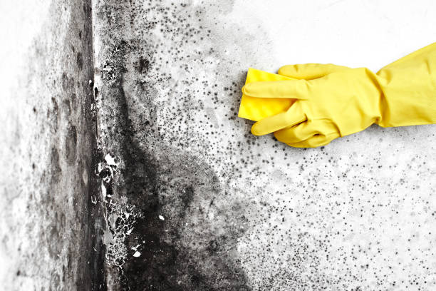 Best Mold Damage Repair  in Mint Hill, NC