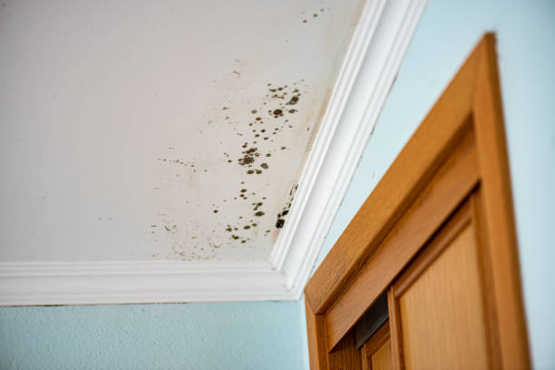 Best Emergency Mold Removal  in Mint Hill, NC