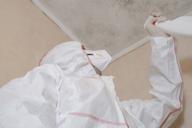 Best Mold Damage Repair  in Mint Hill, NC