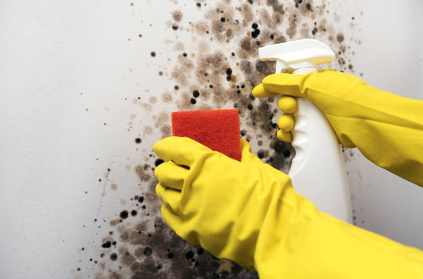 Best Mold Remediation Experts  in Mint Hill, NC