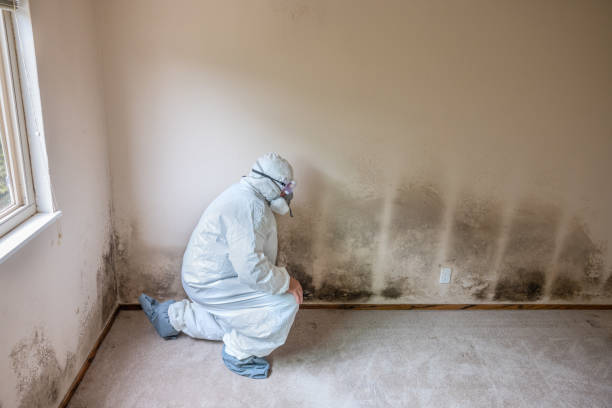 Best Residential Mold Removal  in Mint Hill, NC