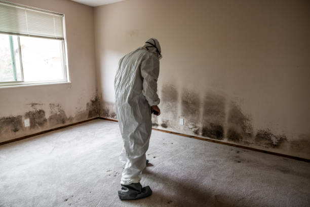 Best Professional Mold Removal  in Mint Hill, NC