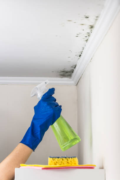 Best Local Mold Removal Service  in Mint Hill, NC